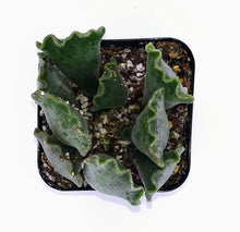 Load image into Gallery viewer, 2" Adromischus cristatus (Crinkle-Leaf) 'Key Lime Pie'