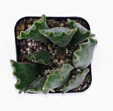 Load image into Gallery viewer, 2" Adromischus cristatus (Crinkle-Leaf) 'Key Lime Pie'
