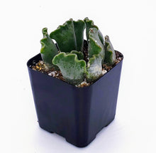 Load image into Gallery viewer, 2" Adromischus cristatus (Crinkle-Leaf) 'Key Lime Pie'