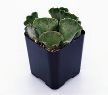 Load image into Gallery viewer, 2" Adromischus cristatus (Crinkle-Leaf) 'Key Lime Pie'