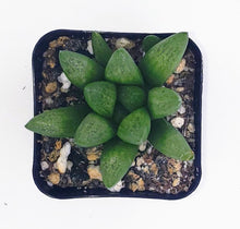 Load image into Gallery viewer, 2" Haworthia mutica