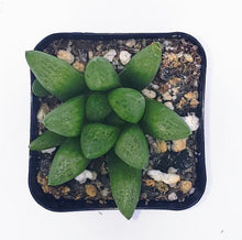Load image into Gallery viewer, 2" Haworthia mutica