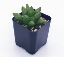 Load image into Gallery viewer, 2" Haworthia mutica