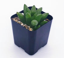 Load image into Gallery viewer, 2" Haworthia mutica