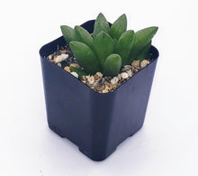 Load image into Gallery viewer, 2" Haworthia mutica