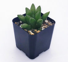 Load image into Gallery viewer, 2" Haworthia mutica