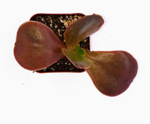 Load image into Gallery viewer, 2" Echeveria 'Red Flame'