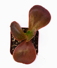 Load image into Gallery viewer, 2" Echeveria 'Red Flame'