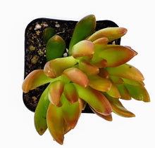 Load image into Gallery viewer, 2" Sedum 'Firestorm'