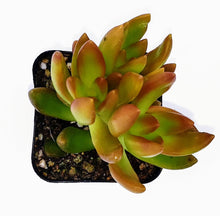 Load image into Gallery viewer, 2" Sedum 'Firestorm'