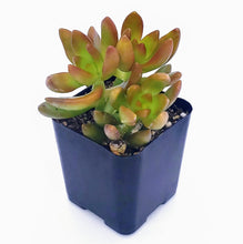 Load image into Gallery viewer, 2" Sedum 'Firestorm'