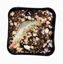 Load image into Gallery viewer, 2" Opuntia monacantha 'Joseph's Coat' (variegated)