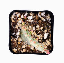 Load image into Gallery viewer, 2" Opuntia monacantha 'Joseph's Coat' (variegated)