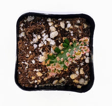 Load image into Gallery viewer, 2" Opuntia monacantha 'Joseph's Coat'