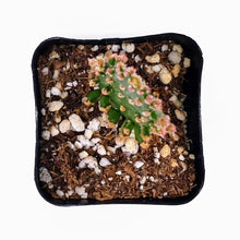 Load image into Gallery viewer, 2" Opuntia monacantha 'Joseph's Coat'