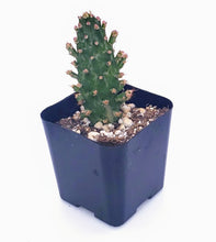 Load image into Gallery viewer, 2" Opuntia monacantha 'Joseph's Coat'