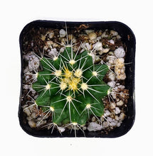 Load image into Gallery viewer, 2" Parodia sellowii cactus plants.