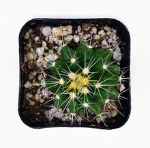 Load image into Gallery viewer, 2" Parodia sellowii cactus plants.
