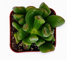 Load image into Gallery viewer, 2" Jade 'Ogre Ears'