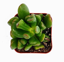 Load image into Gallery viewer, 2" Jade 'Ogre Ears'