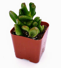 Load image into Gallery viewer, 2" Jade 'Ogre Ears'