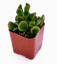 Load image into Gallery viewer, 2" Jade 'Ogre Ears'