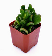 Load image into Gallery viewer, 2" Jade 'Ogre Ears'