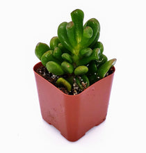 Load image into Gallery viewer, 2" Jade 'Ogre Ears'