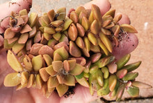 Load image into Gallery viewer, 4" Anacampseros mimicry