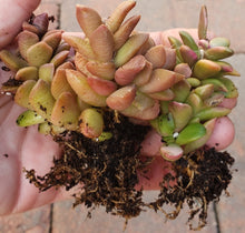 Load image into Gallery viewer, 4" Anacampseros mimicry