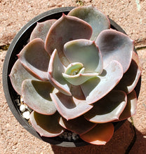 Load image into Gallery viewer, 4" Echeveria 'Dusty Rose'