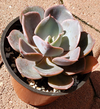 Load image into Gallery viewer, 4" Echeveria 'Dusty Rose'