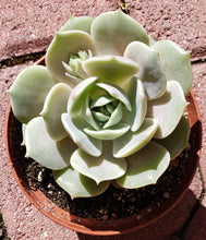 Load image into Gallery viewer, 4" Echeveria 'Lola'