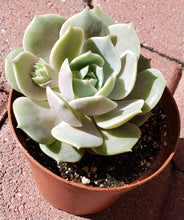 Load image into Gallery viewer, 4" Echeveria 'Lola'