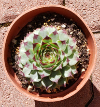 Load image into Gallery viewer, 4" Sempervivum 'Hens & Chicks'