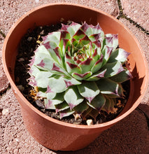 Load image into Gallery viewer, 4" Sempervivum 'Hens & Chicks'