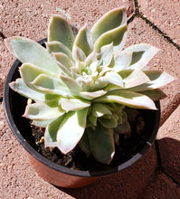 Load image into Gallery viewer, 4" Echeveria  'Violet Queen'