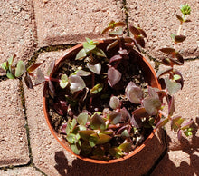 Load image into Gallery viewer, 4" Crassula pellucida 'Calico Kitten'