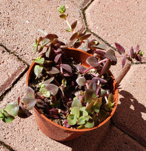 Load image into Gallery viewer, 4" Crassula pellucida 'Calico Kitten'