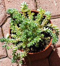 Load image into Gallery viewer, 4" Sedum dasyphyllum 'Major'