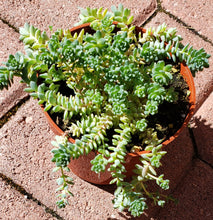 Load image into Gallery viewer, 4" Sedum dasyphyllum 'Major'