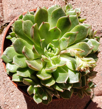 Load image into Gallery viewer, 4" Echeveria 'Bashful'