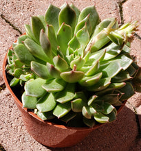 Load image into Gallery viewer, 4" Echeveria 'Bashful'