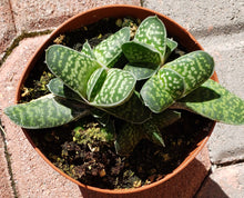 Load image into Gallery viewer, 4" Gasteria 'Little Warty'