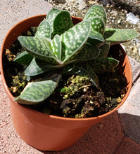 Load image into Gallery viewer, 4" Gasteria 'Little Warty'