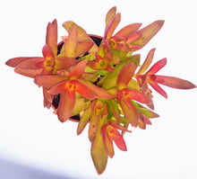 Load image into Gallery viewer, 4" Crassula capitella 'Campfire'