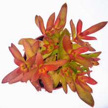 Load image into Gallery viewer, 4" Crassula capitella 'Campfire'