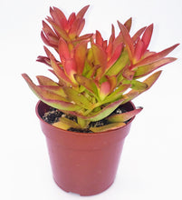 Load image into Gallery viewer, 4" Crassula capitella 'Campfire'