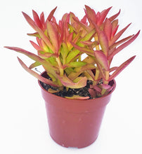 Load image into Gallery viewer, 4" Crassula capitella 'Campfire'