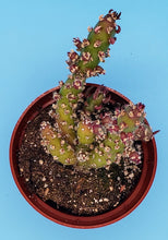 Load image into Gallery viewer, 4" 'Eve's Needle' Cactus